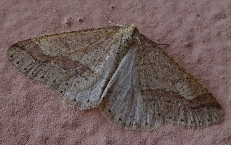 Da determinare: Agriopis marginaria - Geometridae